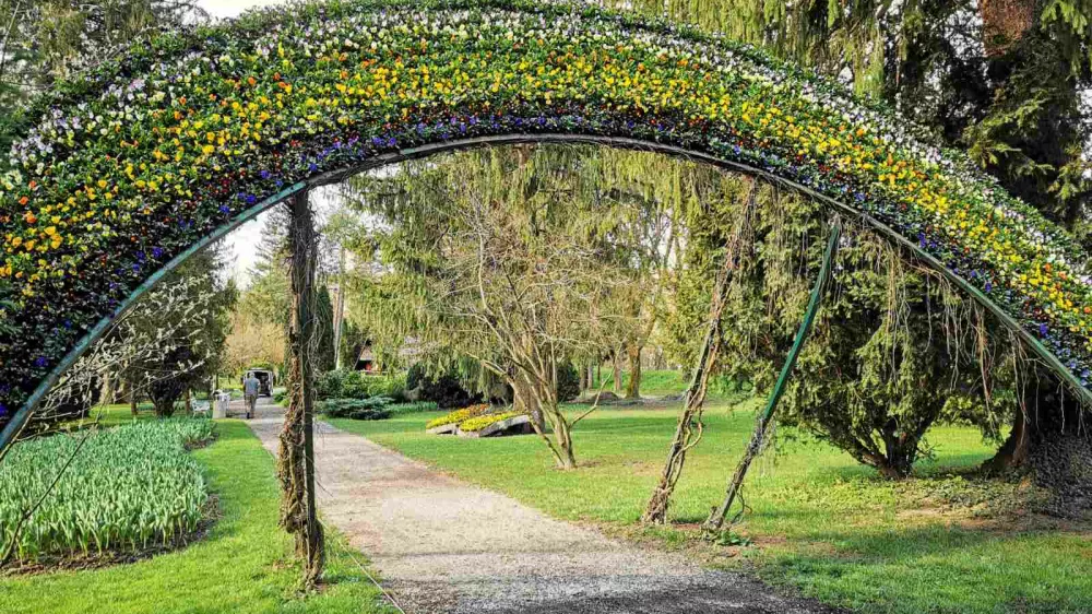 V Mozirskem gaju se je že začela razstava tulipanov in pomladnega cvetja. Foto Tanja Skok 
