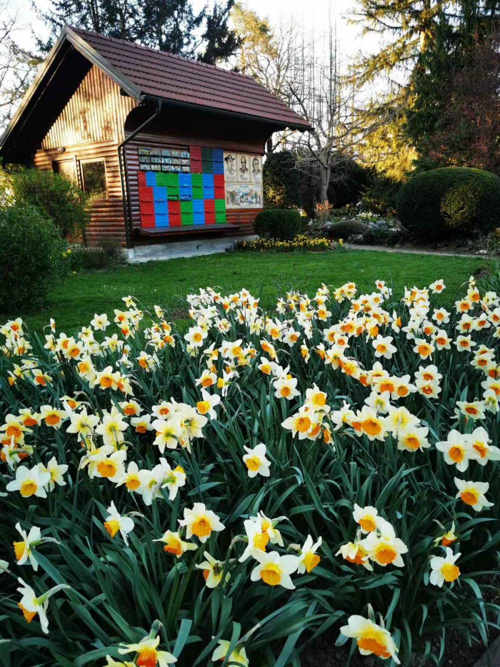 Narcise že vabijo v Mozirski gaj. Foto: Tanja Skok