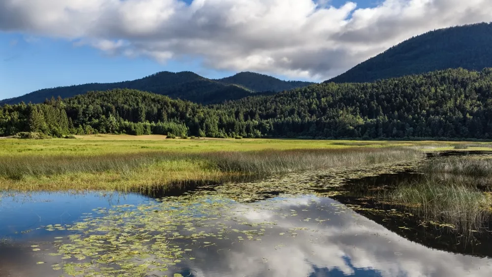 ﻿Mokrisce - cerkniško jezero