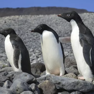 Adélie Penguins (Pygoscelis adeliae) Paulet Is. Antarctica.,Image: 898630566, License: Rights-managed, Restrictions:, Model Release: no