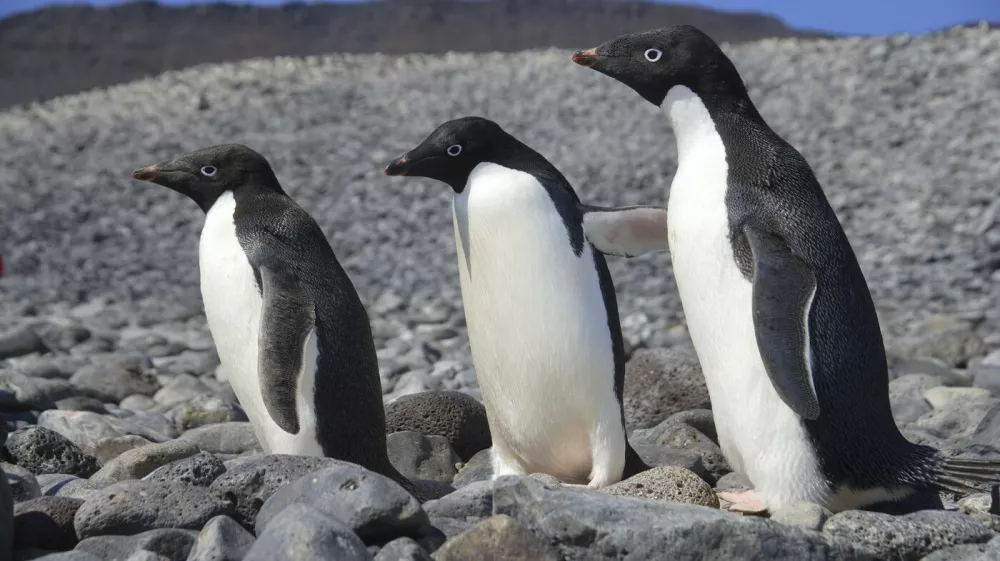 Adélie Penguins (Pygoscelis adeliae) Paulet Is. Antarctica.,Image: 898630566, License: Rights-managed, Restrictions:, Model Release: no