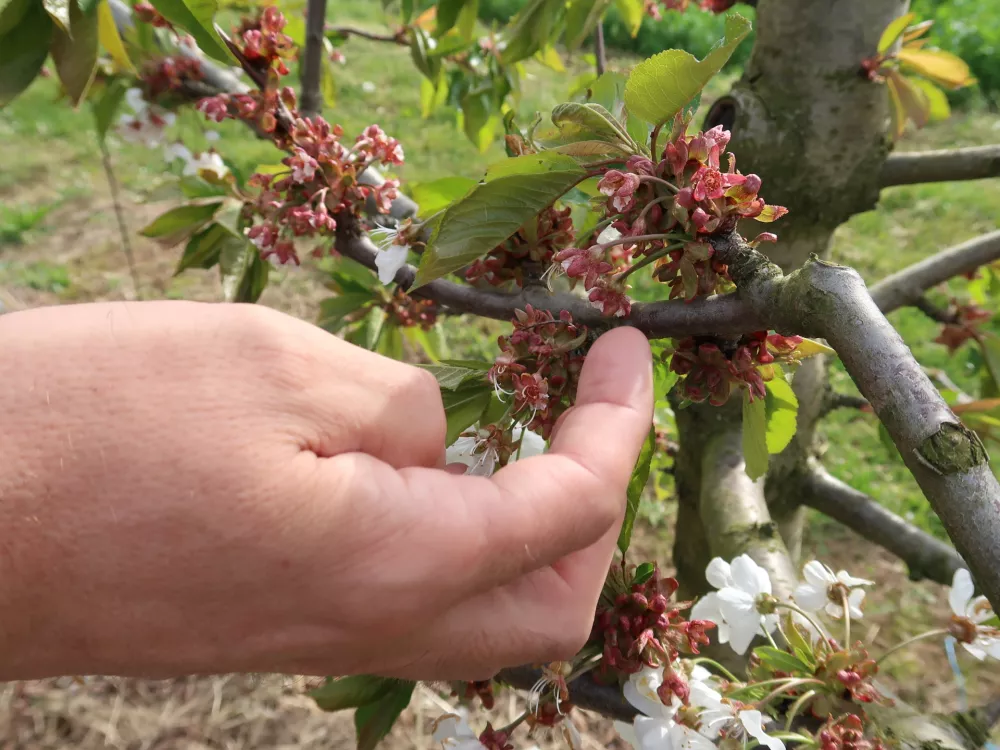 Sadjarstvo, pozeba, nasad, cvetenje češenj, Sadjarski center Bilje / Foto: Nataša Bucik Ozebek