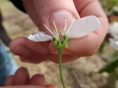 Sadjarstvo, pozeba, nasad, cvetenje češenj, Sadjarski center Bilje / Foto: Nataša Bucik Ozebek