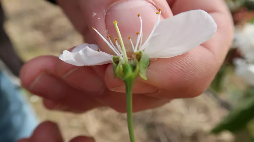 Sadjarstvo, pozeba, nasad, cvetenje češenj, Sadjarski center Bilje / Foto: Nataša Bucik Ozebek