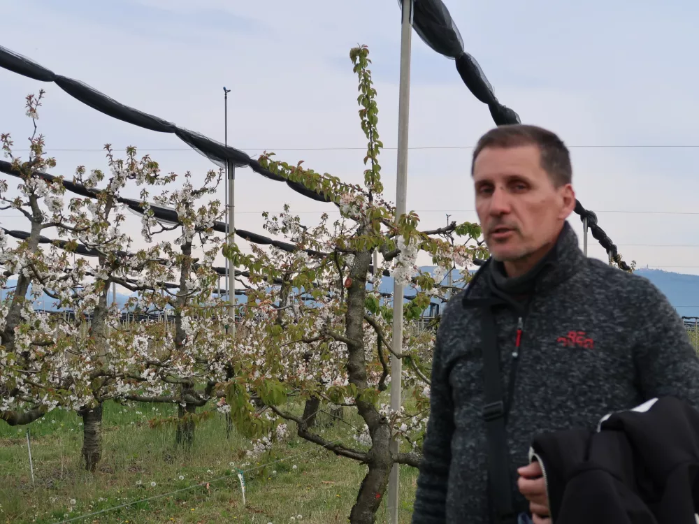 Sadjarstvo, pozeba, nasad, cvetenje češenj, Sadjarski center Bilje, vodja centra Davor Mrzlić / Foto: Nataša Bucik Ozebek