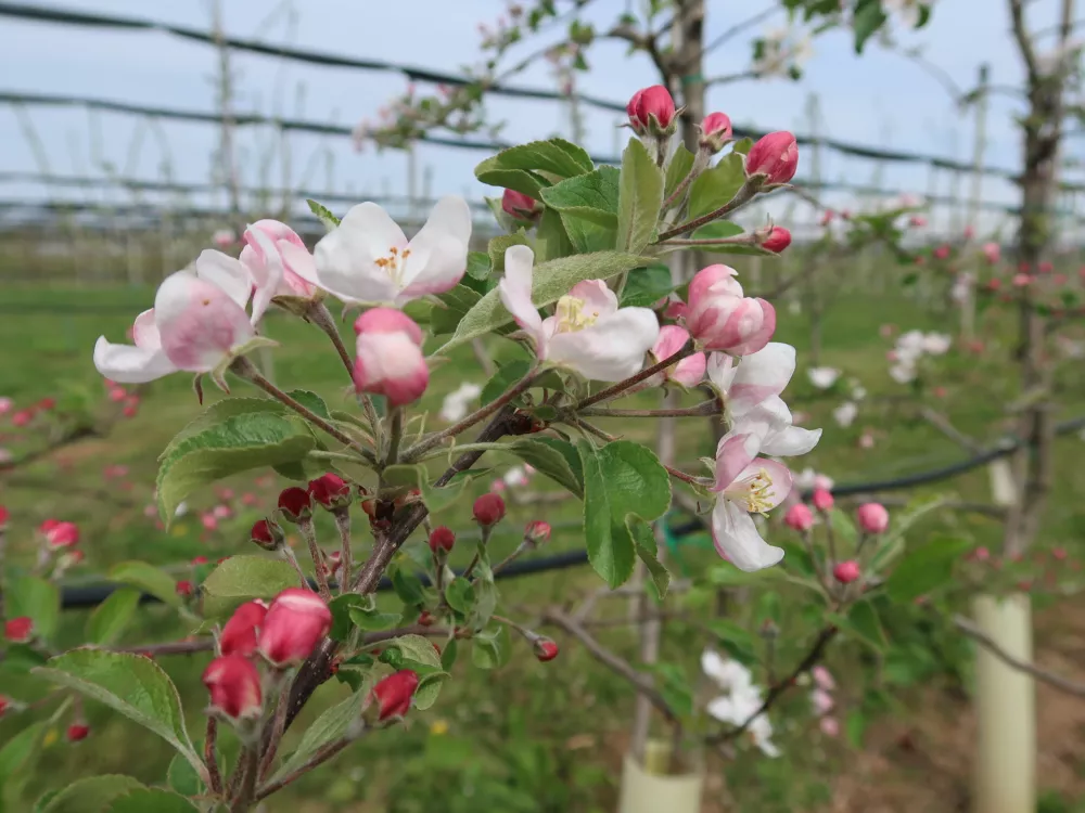 Sadjarstvo, pozeba, nasad, cvetenje češenj, Sadjarski center Bilje / Foto: Nataša Bucik Ozebek