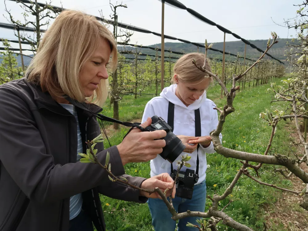 Sadjarstvo, pozeba, nasad, cvetenje češenj, Sadjarski center Bilje, Mojca Rot, oddelek za varstvo rastlin KGZS, enota Nova Gorica / Foto: Nataša Bucik Ozebek
