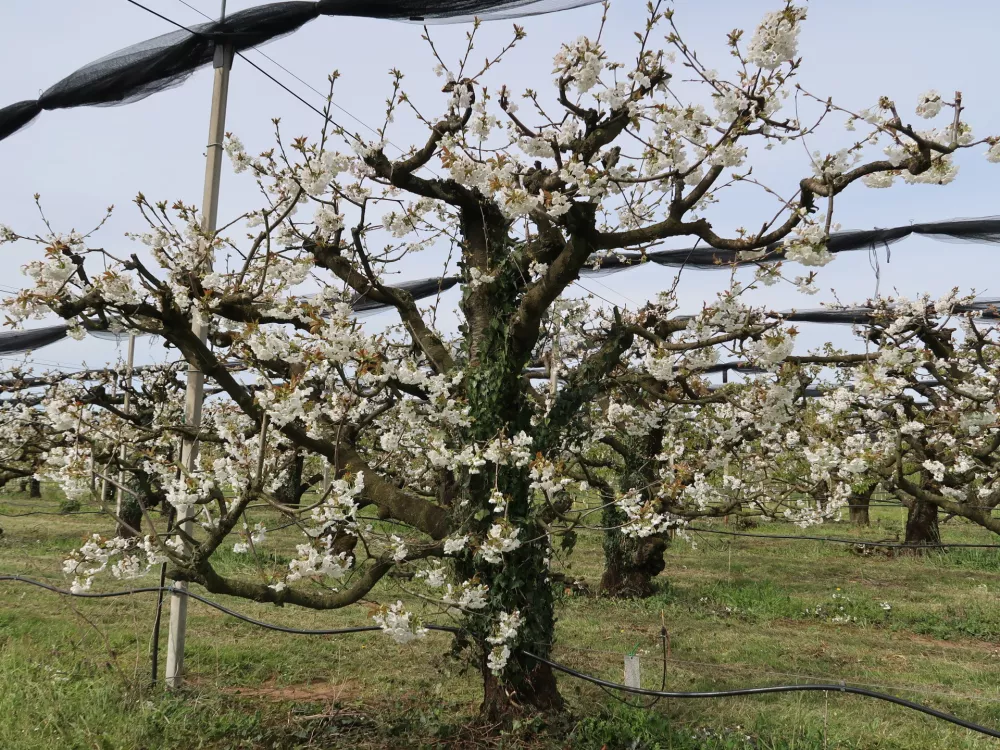 Sadjarstvo, pozeba, nasad, cvetenje češenj, Sadjarski center Bilje, matični nasad 40 let starih češenj, od katerih pobirajo cepiče / Foto: Nataša Bucik Ozebek