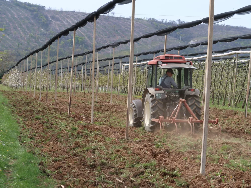Sadjarstvo, pozeba, nasad, cvetenje češenj, Sadjarski center Bilje / Foto: Nataša Bucik Ozebek