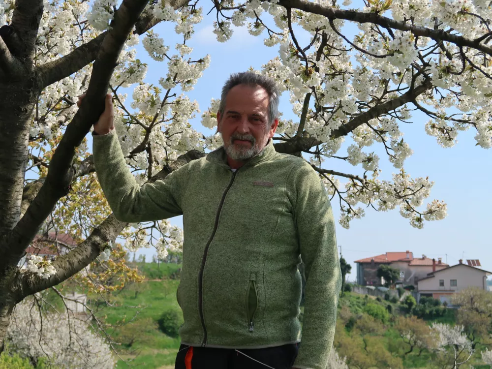 Aleksij Mavrič, sadjar, Kojsko v Goriških Brdih / Foto: Nataša Bucik Ozebek