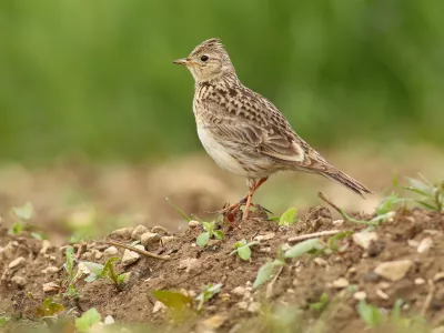 Poljski šrkjanec je pri nas doma. / Foto: Nina Novak