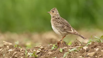 Poljski šrkjanec je pri nas doma. / Foto: Nina Novak