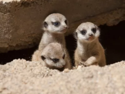 Mladiči surikat F ZOO Ljubljana
