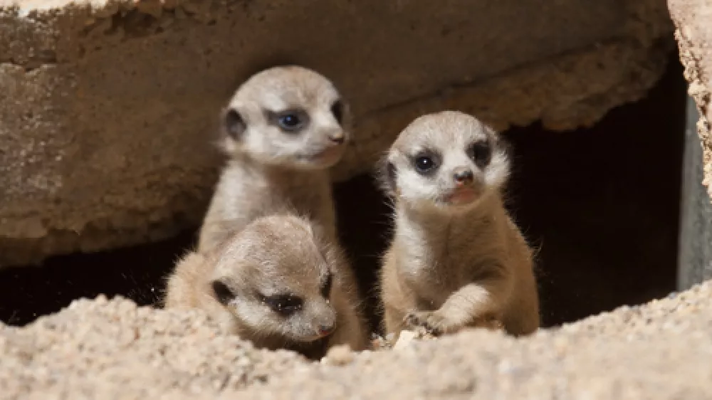 Mladiči surikat F ZOO Ljubljana
