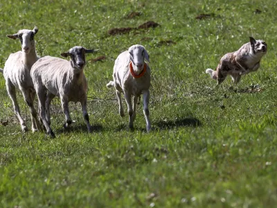 ovca ovce paša12.04.2025 - Ovčarska Spring Trial 2025 – Mednarodna tekma v pašnji ovac v Sloveniji - Klub pašnih psov Slovenije - pasma Border CollieFoto: Luka Cjuha