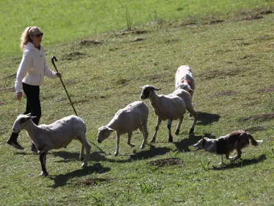 Na največjem ovčarskem tekmovanju pri nas so minuli konec tedna na Igu tekmovali vodniki iz devetih držav z 52 psi pasme škotski mejni ovčar. Foto: Luka Cjuha