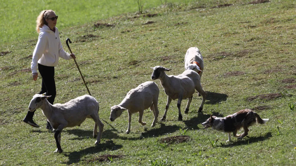 Na največjem ovčarskem tekmovanju pri nas so minuli konec tedna na Igu tekmovali vodniki iz devetih držav z 52 psi pasme škotski mejni ovčar. Foto: Luka Cjuha