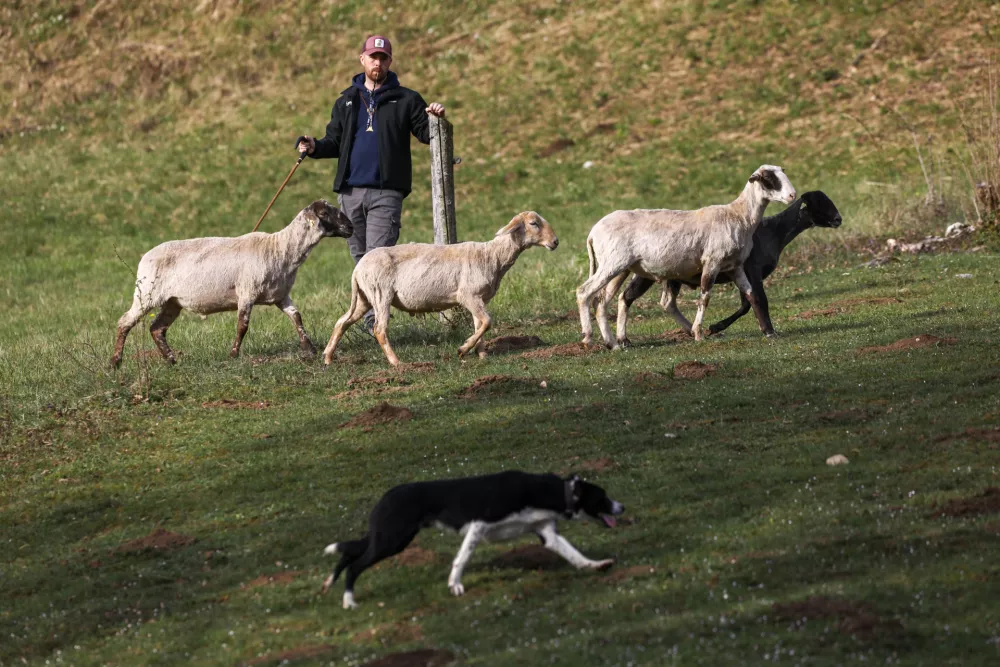 Ovčarsko tekmovanje je potekalo v dveh težavnostnih kategorijah in šestih posamičnih tekih na različnih terenih. Foto: Luka Cjuha