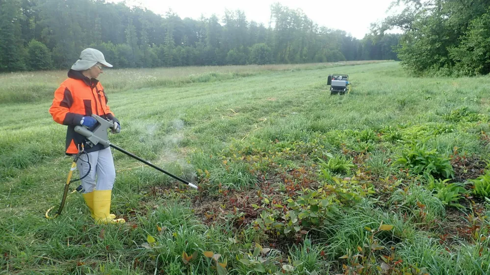 Invazivne rastline trebijo tudi z električnim tokom, ki uniči dolge podzemne korenine. Foto: Tina Porenta (KPLB)