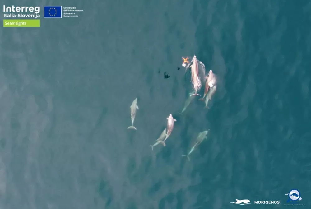 V okviru projekta SeaInsights raziskovalci društva Morigenos s kolegi iz Padove na terenu izvajajo genetsko vzorčenje delfinov iz izdihanega zraka, z uporabo brezpilotnih letalnikov. Foto: Morigenos