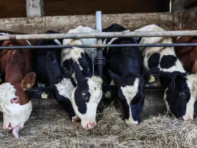- 17.10.2022 – Kmetija Sajevic, govedoreja,Luže 21, Visoko pri Kranju //FOTO: Bojan Velikonja