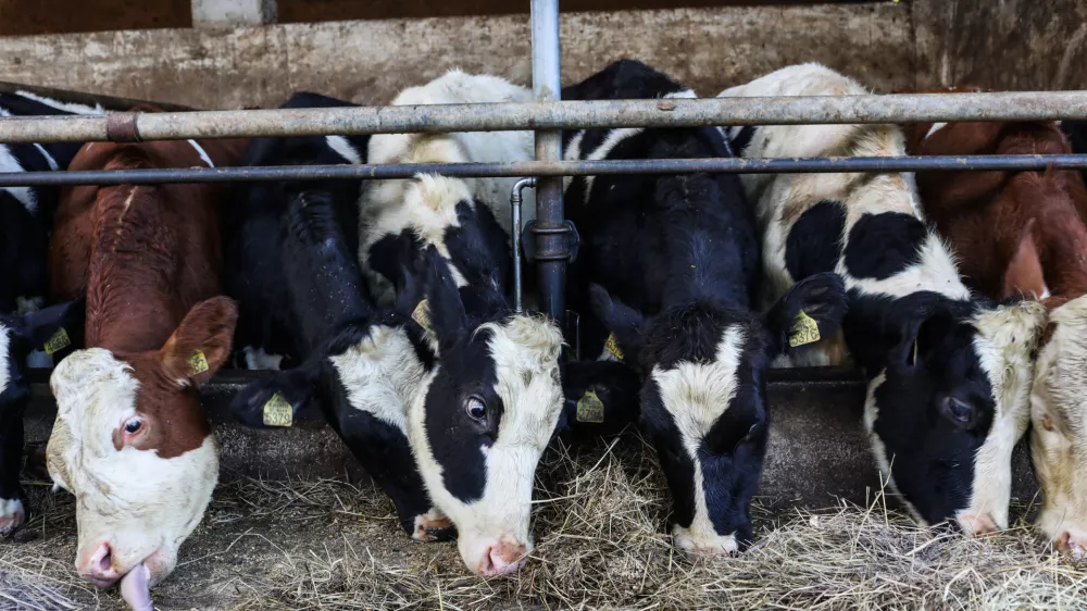 - 17.10.2022 – Kmetija Sajevic, govedoreja,Luže 21, Visoko pri Kranju //FOTO: Bojan Velikonja