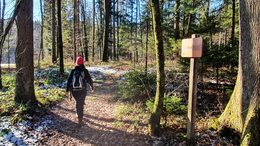 Gozdna učna pot Draga pri Igu se dviga nad ribniki v Dragi pri Igu in je označena z markacijo belega lokvanja. Foto: Zavod za gozdove Slovenije