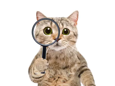 Ali nemara išče svoji prijateljici? Pomagajte ji torej tudi vi. / Foto: Istock