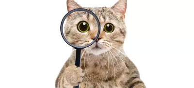 Ali nemara išče svoji prijateljici? Pomagajte ji torej tudi vi. / Foto: Istock