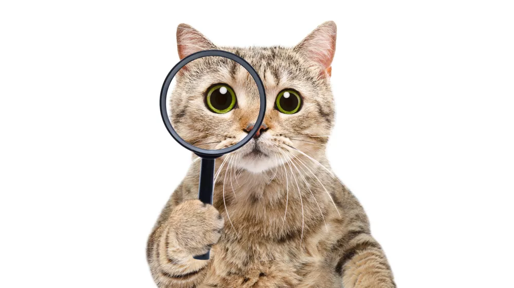 Ali nemara išče svoji prijateljici? Pomagajte ji torej tudi vi. / Foto: Istock