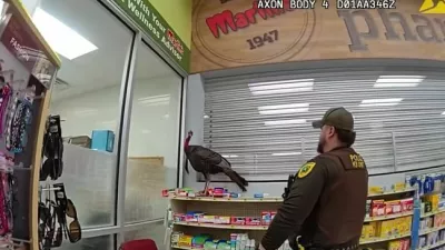 Soočenje ogromnega ptiča in pogumnega policista. 