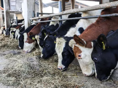 - 17.10.2022 – Kmetija Sajevic, govedoreja,Luže 21, Visoko pri Kranju //FOTO: Bojan Velikonja