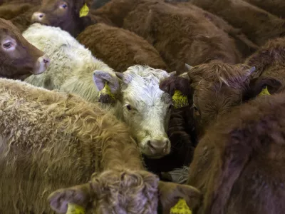 ﻿- govedoreja - govedo, krave, telice- 14.12.2018, Jurovski Dol - Družinsko podjetje Vita - Špindler d.o.o. je bilo ustanovljeno 26.3.2003 in danes spada med največje uvoznike in izvoznike živine v Sloveniji. Ukvarjajo se s prodajo in odkupom živih živali – goveda, predvsem preko lastnega zbirnega centra v Jurovskem Dolu.Foto: Matjaž Rušt