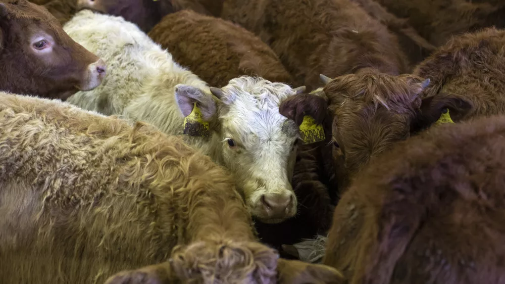 ﻿- govedoreja - govedo, krave, telice- 14.12.2018, Jurovski Dol - Družinsko podjetje Vita - Špindler d.o.o. je bilo ustanovljeno 26.3.2003 in danes spada med največje uvoznike in izvoznike živine v Sloveniji. Ukvarjajo se s prodajo in odkupom živih živali – goveda, predvsem preko lastnega zbirnega centra v Jurovskem Dolu.Foto: Matjaž Rušt