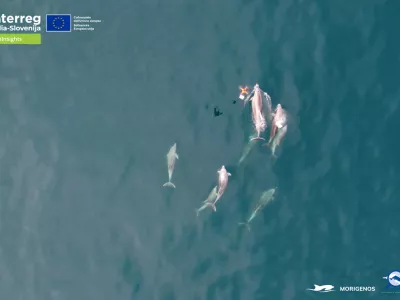 Jadransko morje.Drustvo Morigenos je skupaj z ekipo Univerze v Padovi zacelo izvajati genetsko vzorcenje delfinov iz izdihanega zraka z uporabo brezpilotnih letalnikov. Brez stika z zivaljo zelijo pridobiti njihov DNK in podatke o zdravju, kar odpira nove moznosti za varstvo delfinov v Jadranu in sirse.Foto: Morigenos