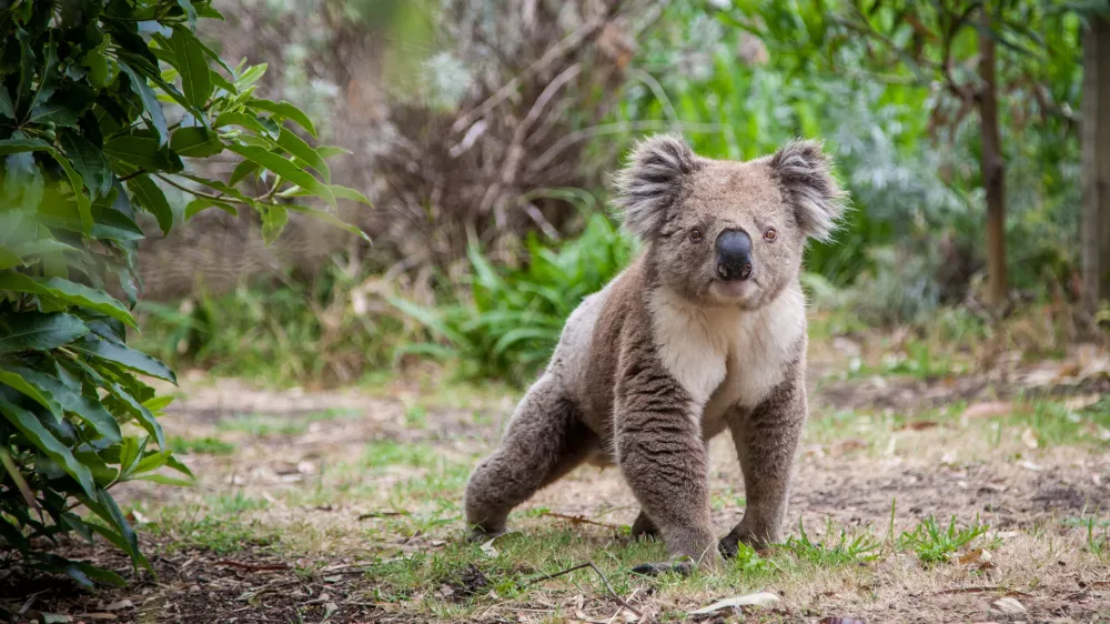﻿koala walking on land
