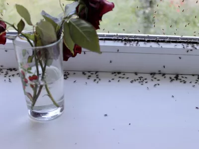 Mrčesa se lahko znebimo na različne načine. / Foto: iStock