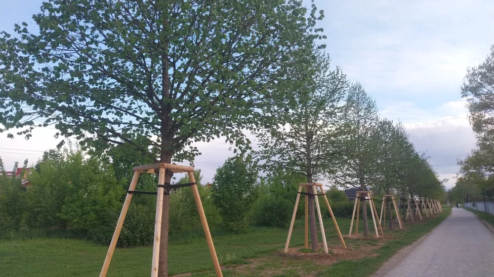 drevored v Šmartinskem parku - drevesa, ki jih je MOL presadila z Linhartove ceste