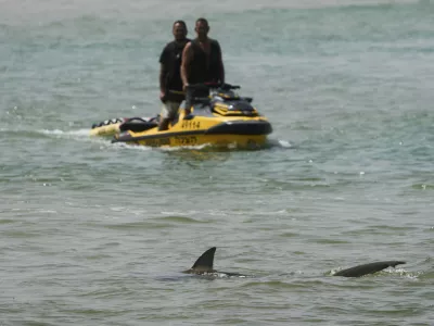 A shark swims in Mediterranean Sea as Israeli police are looking the area for a swimmer who they fear was attacked by a shark on Monday, near the Israeli city of Hadera, Tuesday, April 22, 2025. (AP Photo/Ariel Schalit)