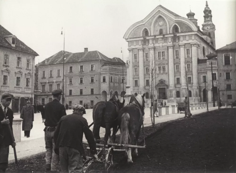 Vojne njive v parku Zvezda. F Miran Pavlin