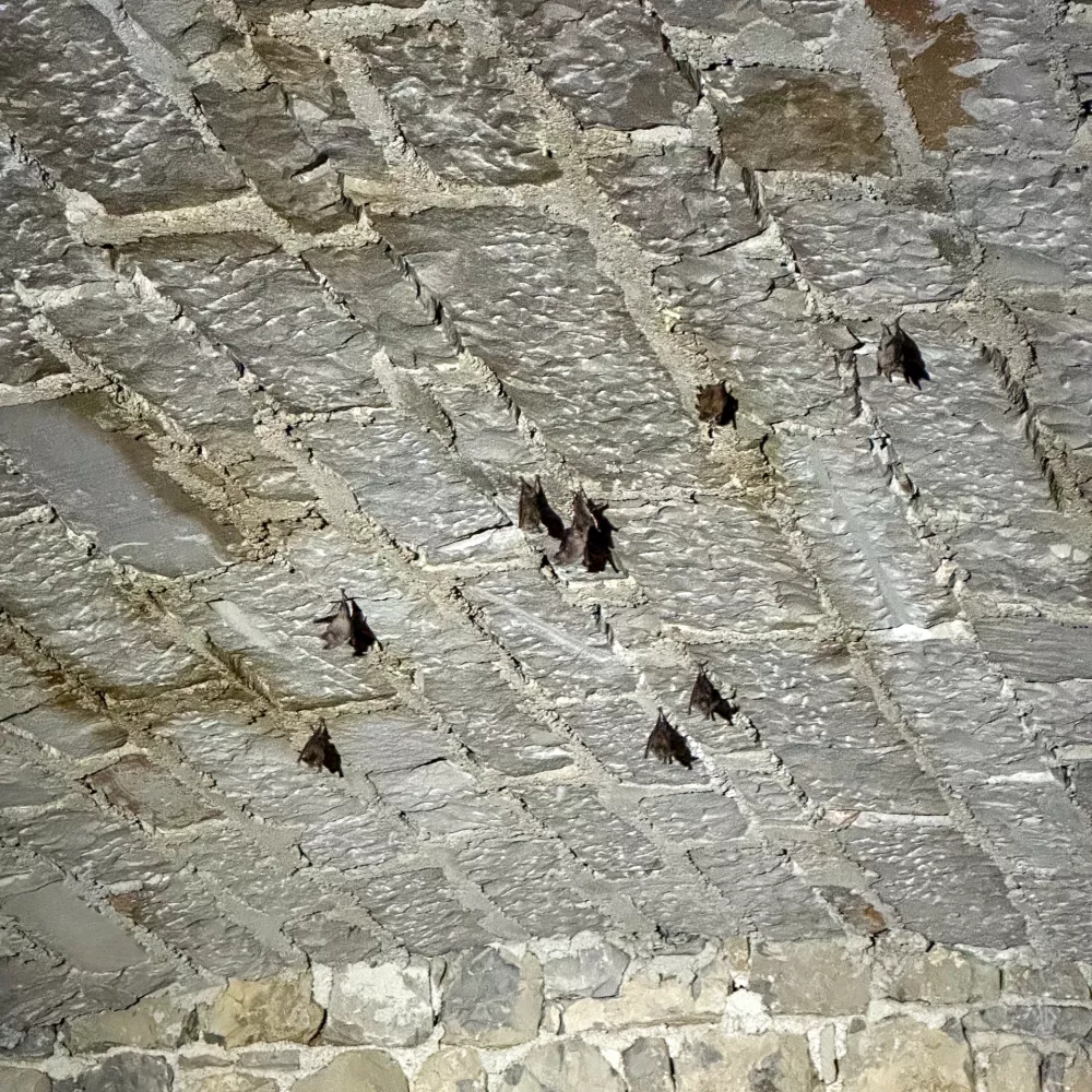 Neslišno – slišno, med netopirji je rezultat večletnega raziskovanja na presečišču umetnosti in znanosti – v prostoru, kjer narava spregovori skozi zvok. Foto: Boštjan Perovšek