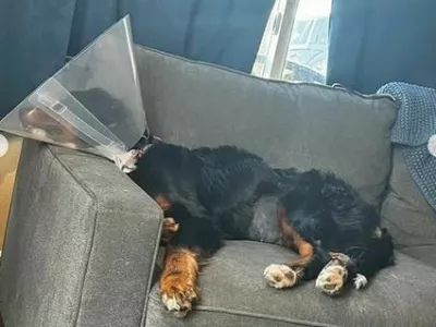 Bernska planšarka Luna je več kot očitno nezdravo obesedena z nogavicami. 