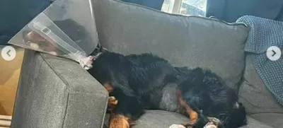 Bernska planšarka Luna je več kot očitno nezdravo obesedena z nogavicami. 