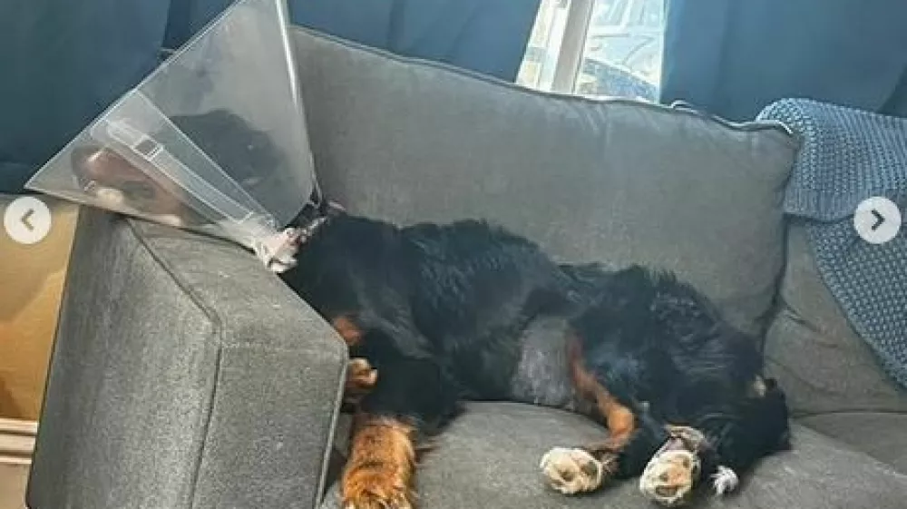 Bernska planšarka Luna je več kot očitno nezdravo obesedena z nogavicami. 