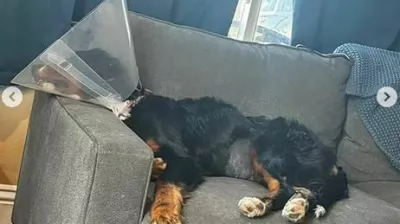 Bernska planšarka Luna je več kot očitno nezdravo obesedena z nogavicami. 