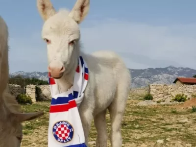 Mali Mario iz Raba je velik navijač Hajduka. F Dora Šimičić/OPG Kanat