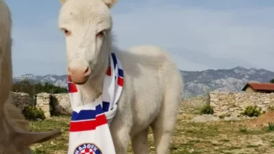 Mali Mario iz Raba je velik navijač Hajduka. F Dora Šimičić/OPG Kanat