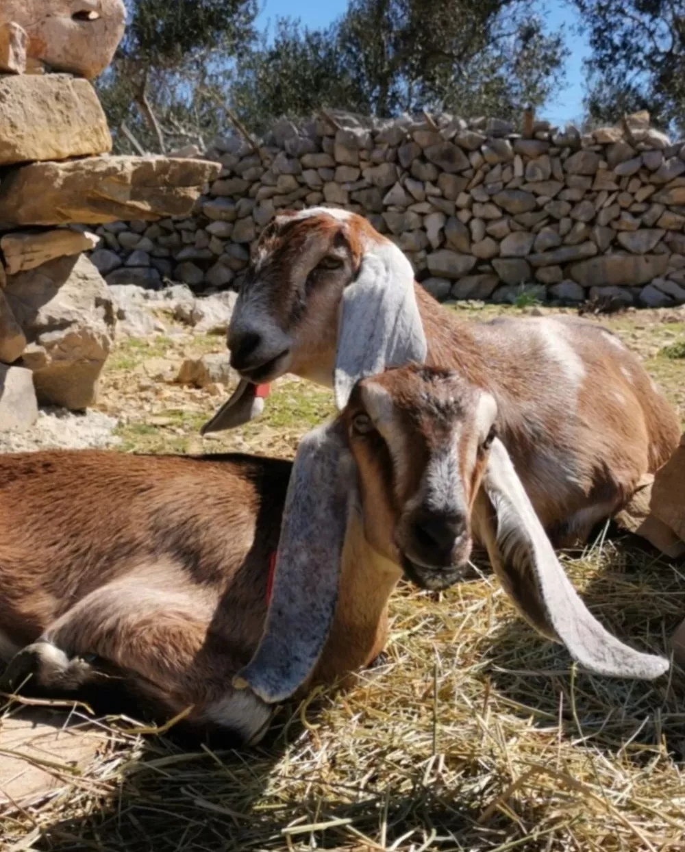 Na kmetiji živita tudi dve anglo-nubijski kozi. F Dora Šimičić/OPG Kanat