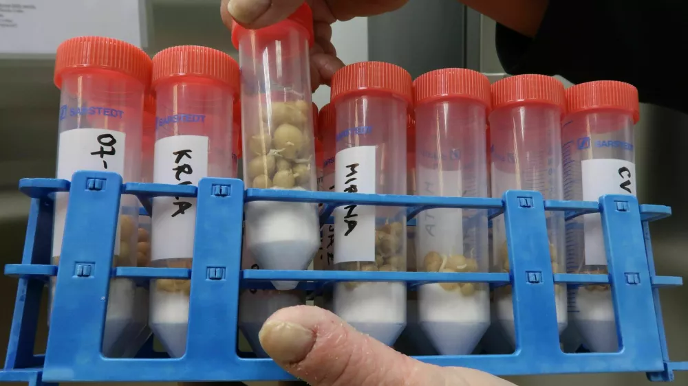 Semenska banka krompirja, žlahtnenje krompirja, Kmetijski inštitut Slovenije, Beti Komotar, vodja semenske banke