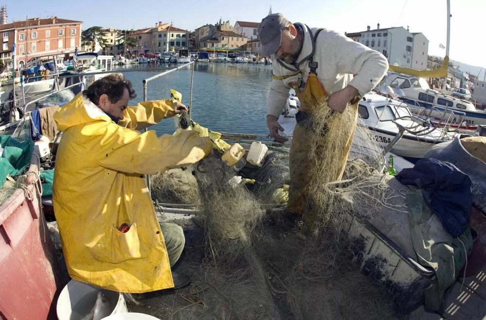 Slovenija, Izola, 15.11.2008, 15. November 2008 Ribica v mandracu iz mreze pobirata brancine. Ribolov, morje, brancin, bela riba.Foto: Srdjan Zivulovic/ Bobo